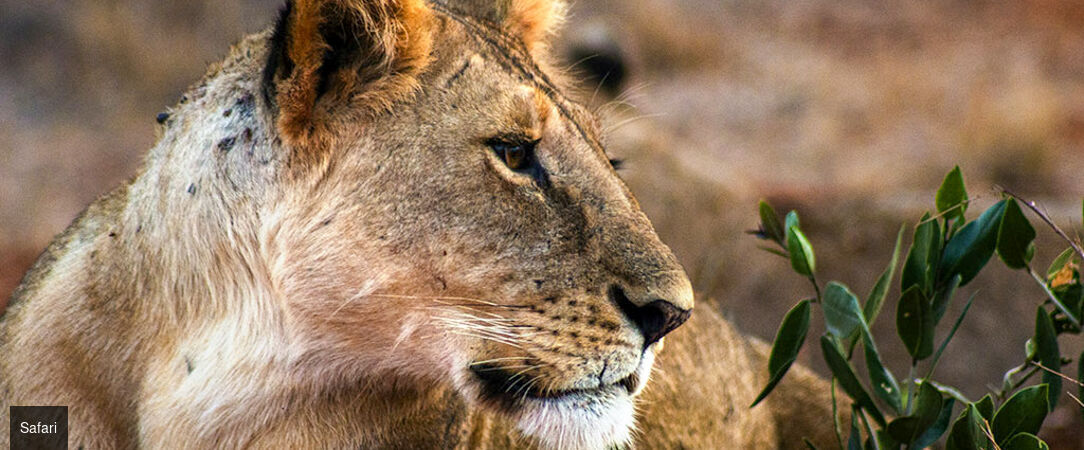 Safari au Kenya & rivages de l'océan Indien - Safari de 7 à 14 nuits entre les savanes sauvages du parc de Tsavo et les plages immaculées de Malindi. - Kenya