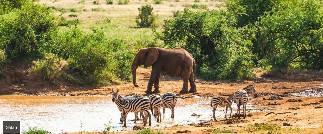 Safari au Kenya & rivages de l'océan Indien - Safari de 7 à 14 nuits entre les savanes sauvages du parc de Tsavo et les plages immaculées de Malindi. - Kenya