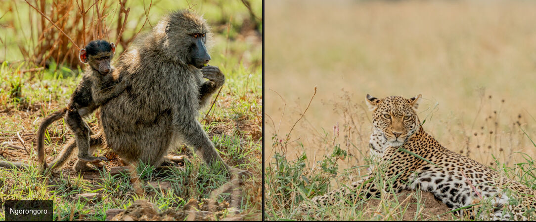 Safari d’exception de la savane africaine aux plages de Zanzibar -  - Tanzanie & Kenya