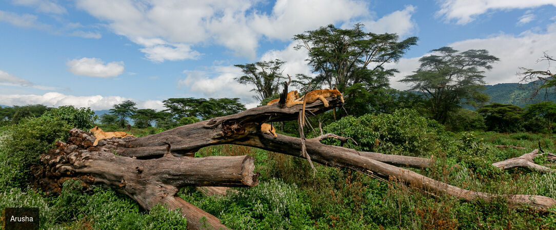 Safari d’exception de la savane africaine aux plages de Zanzibar -  - Tanzanie & Kenya