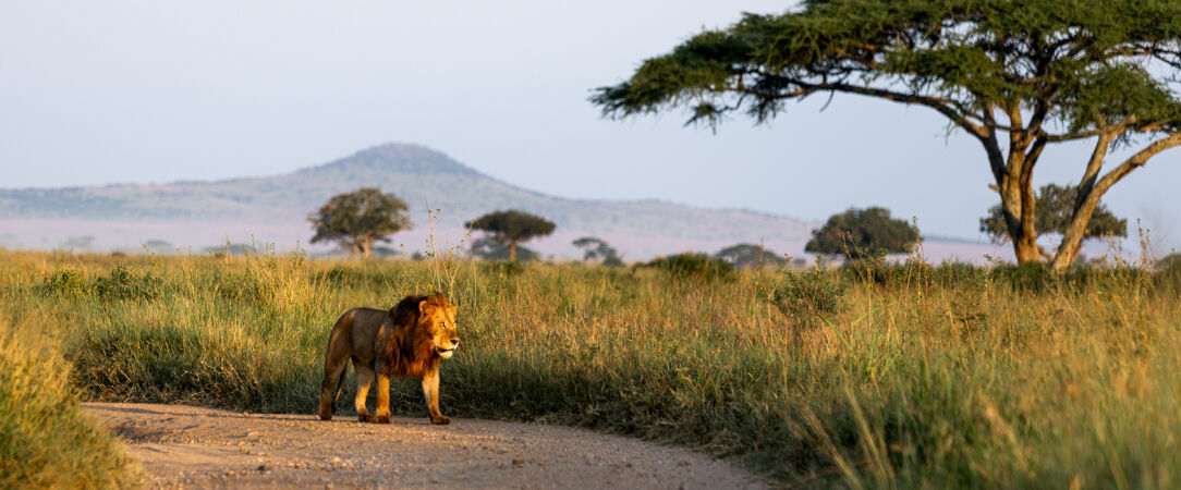 Safari d’exception de la savane africaine aux plages de Zanzibar -  - Tanzanie & Kenya