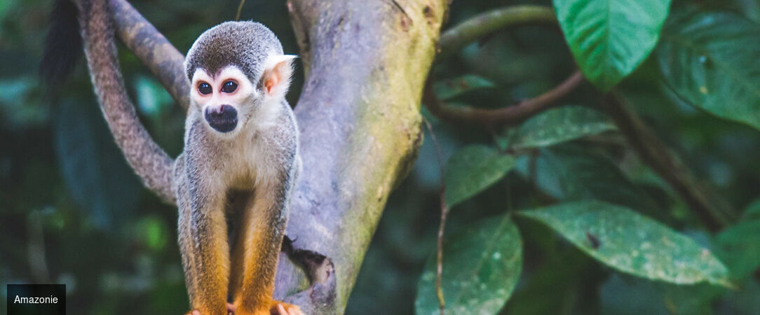 Trésors du Brésil, de Rio à l'Amazonie - Circuit de 12 nuits de Rio de Janeiro à Salvador de Bahia via l’Amazonie, entre plages mythiques, jungle et héritage colonial. - Brésil : Rio de Janeiro, Amazonie & Salvador de Bahia