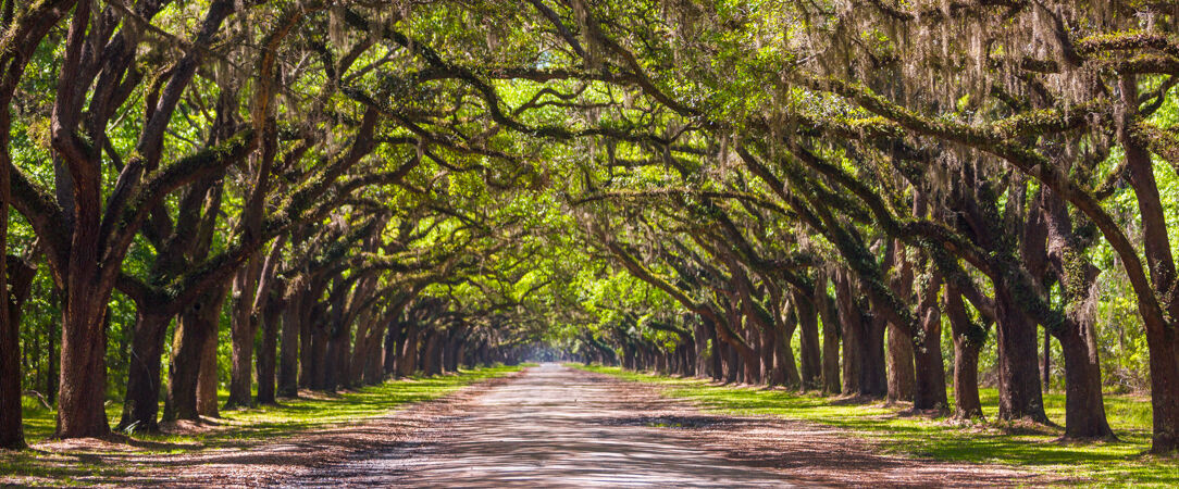 À la découverte du Sud : berceau du blues, de la country et du jazz - Autotour de 14 nuits à travers la Floride, entre plages mythiques, parcs à thème et nature sauvage. - États-Unis : de la Géorgie à la Louisiane