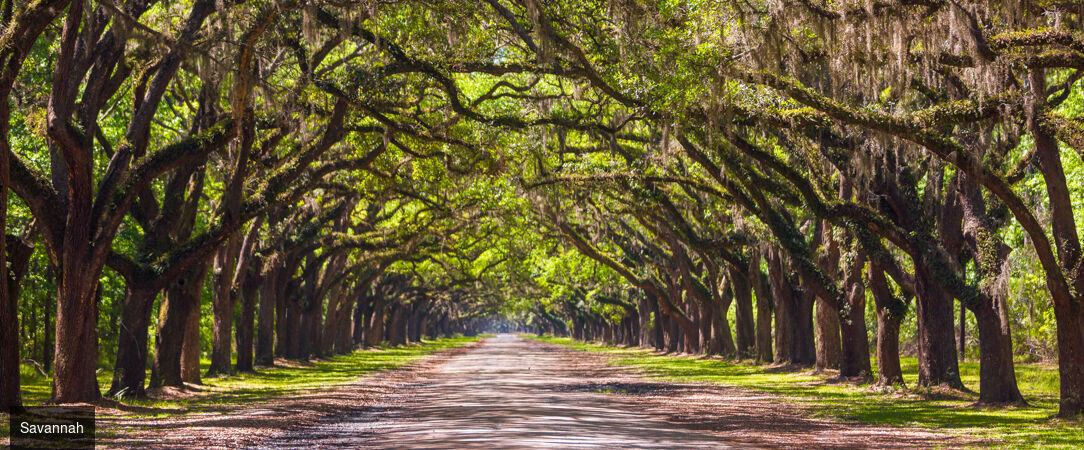 À la découverte du Sud : berceau du blues, de la country et du jazz - Autotour de 14 nuits à travers le Sud américain, d'Atlanta à La Nouvelle-Orléans, entre plantations historiques, musique live et traditions créoles. - États-Unis : Sud-Américain