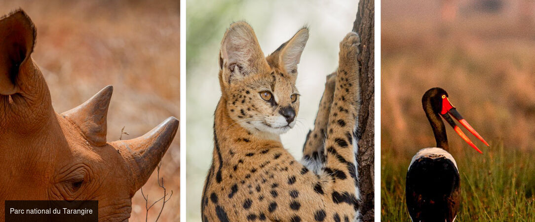 Des plaines d'Afrique aux eaux de Zanzibar - Circuit de 10 à 14 nuits à travers les plus grands parcs d'Afrique de l'Est, du Tarangire au Masai Mara, avant une escapade balnéaire à Zanzibar. - Tanzanie, Kenya & Zanzibar : Safari & Océan Indien