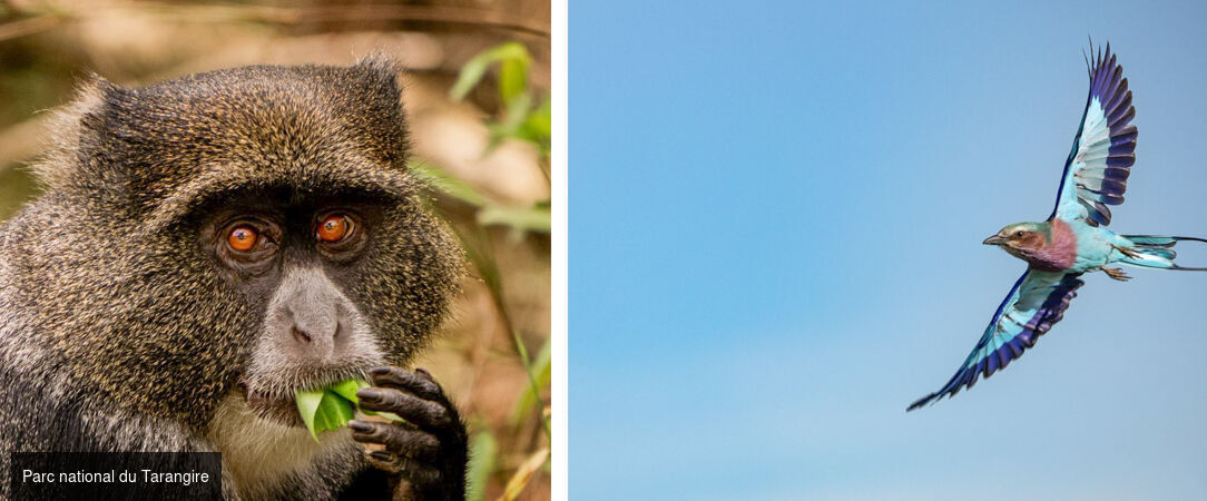 Des plaines d'Afrique aux eaux de Zanzibar - Circuit de 10 à 14 nuits à travers les plus grands parcs d'Afrique de l'Est, du Tarangire au Masai Mara, avant une escapade balnéaire à Zanzibar. - Tanzanie, Kenya & Zanzibar : Safari & Océan Indien