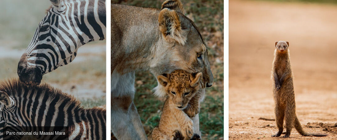 Des plaines d'Afrique aux eaux de Zanzibar - Circuit de 10 à 14 nuits à travers les plus grands parcs d'Afrique de l'Est, du Tarangire au Masai Mara, avant une escapade balnéaire à Zanzibar. - Tanzanie, Kenya & Zanzibar : Safari & Océan Indien