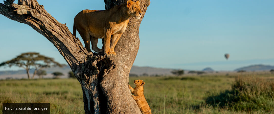 Des plaines d'Afrique aux eaux de Zanzibar - Circuit de 10 à 14 nuits à travers les plus grands parcs d'Afrique de l'Est, du Tarangire au Masai Mara, avant une escapade balnéaire à Zanzibar. - Tanzanie, Kenya & Zanzibar : Safari & Océan Indien