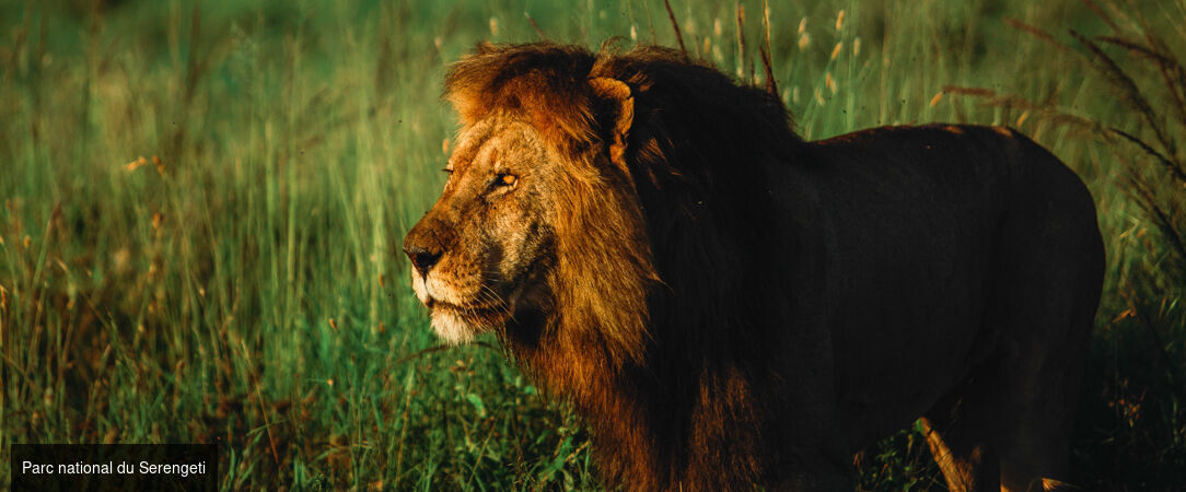 Des plaines d'Afrique aux eaux de Zanzibar - Circuit de 10 à 14 nuits à travers les plus grands parcs d'Afrique de l'Est, du Tarangire au Masai Mara, avant une escapade balnéaire à Zanzibar. - Tanzanie, Kenya & Zanzibar : Safari & Océan Indien