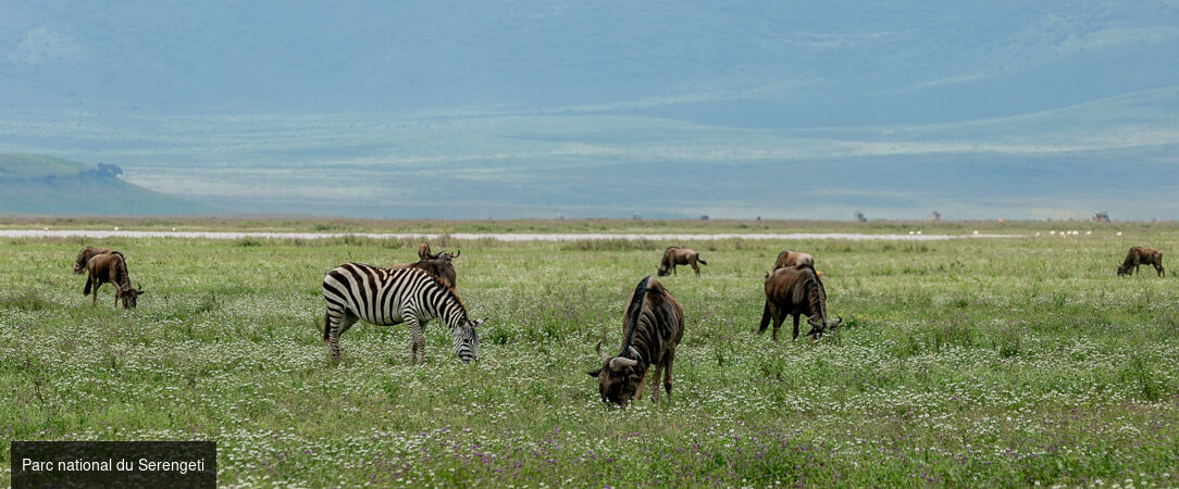Des plaines d'Afrique aux eaux de Zanzibar - Circuit de 10 à 14 nuits à travers les plus grands parcs d'Afrique de l'Est, du Tarangire au Masai Mara, avant une escapade balnéaire à Zanzibar. - Tanzanie, Kenya & Zanzibar : Safari & Océan Indien