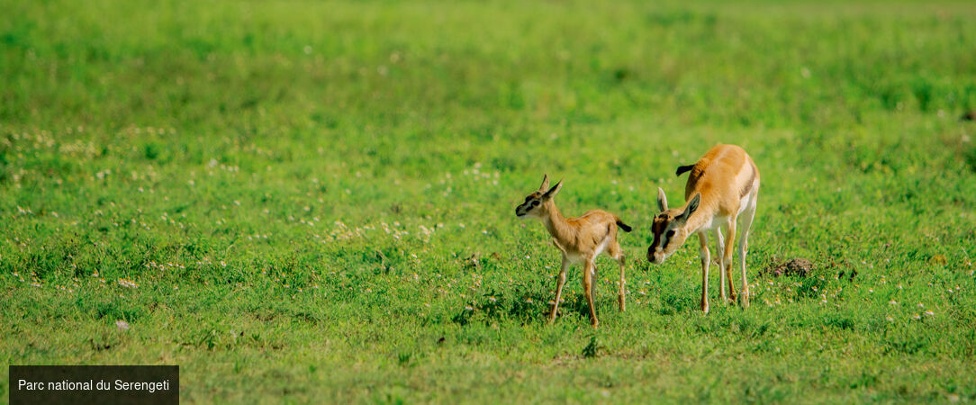 Des plaines d'Afrique aux eaux de Zanzibar - Circuit de 10 à 14 nuits à travers les plus grands parcs d'Afrique de l'Est, du Tarangire au Masai Mara, avant une escapade balnéaire à Zanzibar. - Tanzanie, Kenya & Zanzibar : Safari & Océan Indien
