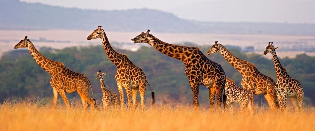 Des plaines d'Afrique aux eaux de Zanzibar - Circuit de 10 à 14 nuits à travers les plus grands parcs d'Afrique de l'Est, du Tarangire au Masai Mara, avant une escapade balnéaire à Zanzibar. - Tanzanie, Kenya & Zanzibar : Safari & Océan Indien