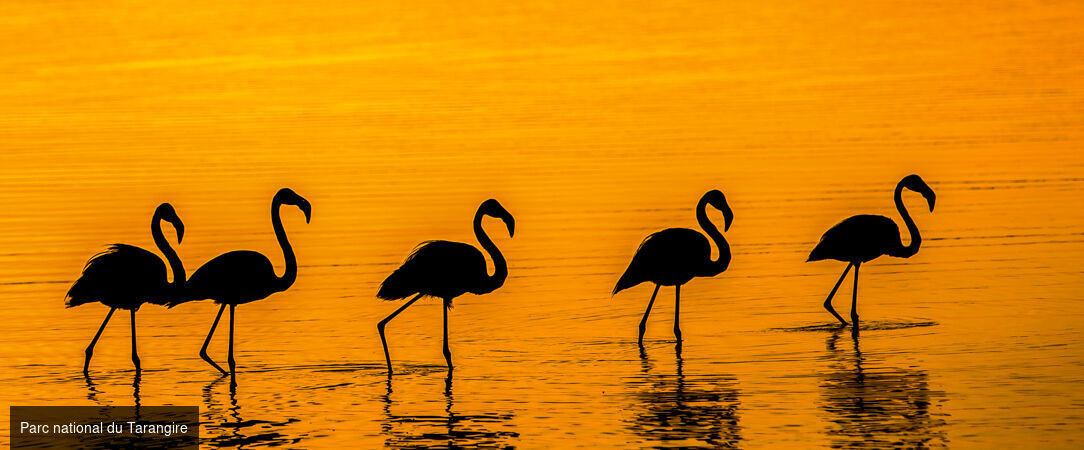 Des plaines d'Afrique aux eaux de Zanzibar -  - Tanzanie, Kenya & Zanzibar : Safari & Océan Indien