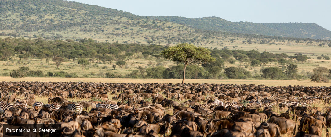 Des plaines d'Afrique aux eaux de Zanzibar -  - Tanzanie, Kenya & Zanzibar : Safari & Océan Indien
