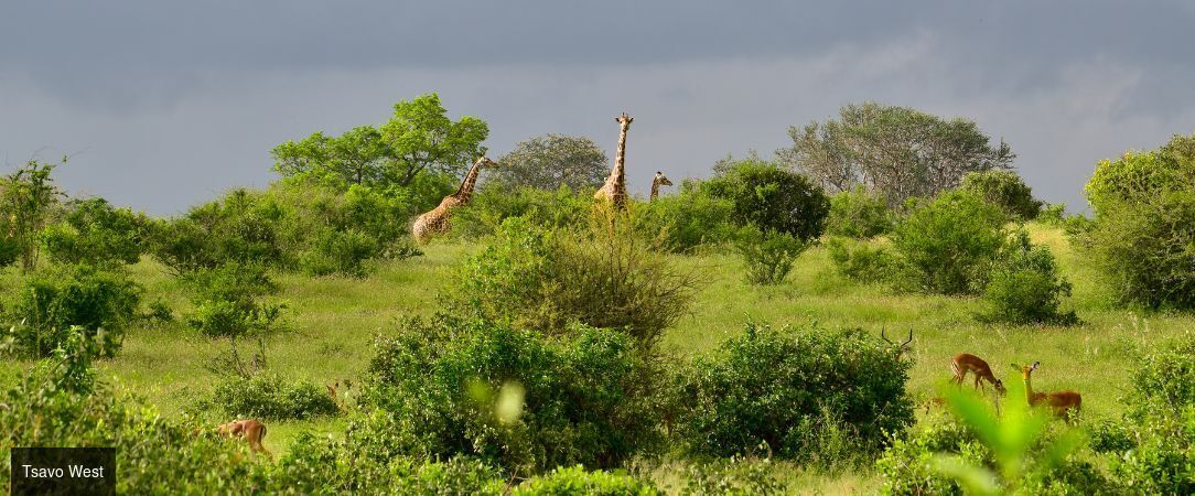 Kenya : Évasion sauvage & Farniente - Safari de 8 nuits entre les terres rouges de Tsavo et les eaux turquoise de Diani Beach, mêlant aventure sauvage et farniente tropical. - Kenya : Dani Beach & Tsavo
