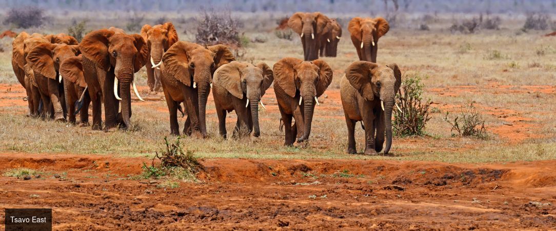 Kenya : Évasion sauvage & Farniente - Safari de 8 nuits entre les terres rouges de Tsavo et les eaux turquoise de Diani Beach, mêlant aventure sauvage et farniente tropical. - Kenya : Dani Beach & Tsavo