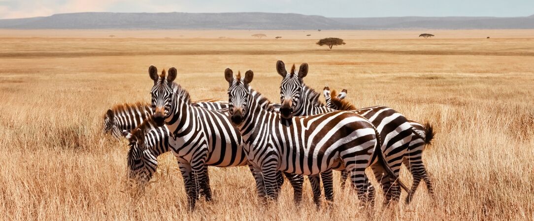 Kenya : Évasion sauvage & Farniente - Safari de 8 nuits entre les terres rouges de Tsavo et les eaux turquoise de Diani Beach, mêlant aventure sauvage et farniente tropical. - Kenya : Dani Beach & Tsavo