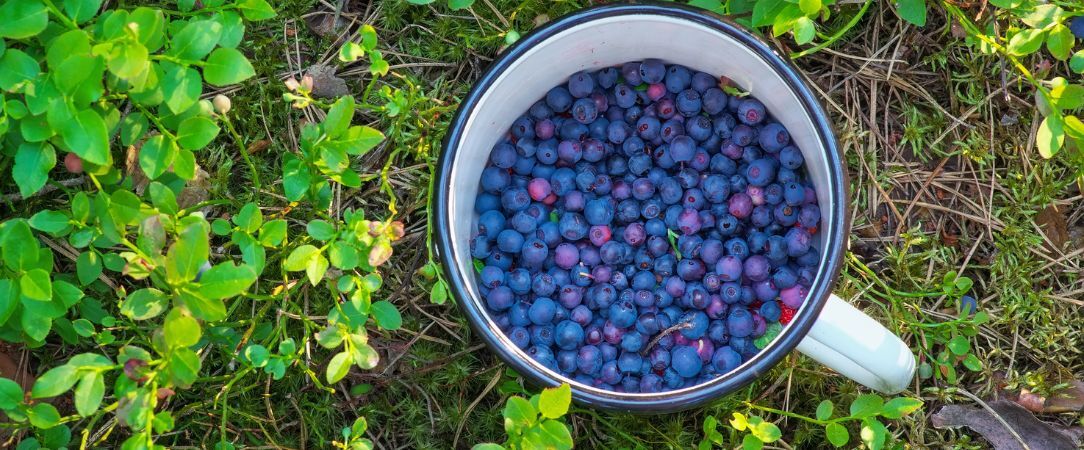 Été sauvage en Laponie finlandaise - Séjour de 4 à 6 nuits au cœur de la Laponie finlandaise, entre randonnées, canoë sur la rivière Kairijoki et traditions arctiques sous le soleil de minuit - Finlande : Laponie & Savukoski