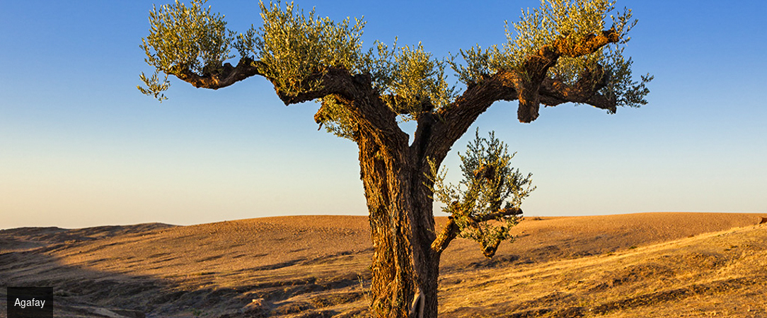 Entre montagne et désert, à la découverte du Maroc - Circuit de 4 à 7 ou 9 nuits de Marrakech à la côte atlantique d'Essaouira, à travers riads de charme, ports de pêche et désert rocailleux d'Agafay. - Maroc : Marrakech, Essaouira & Agafay