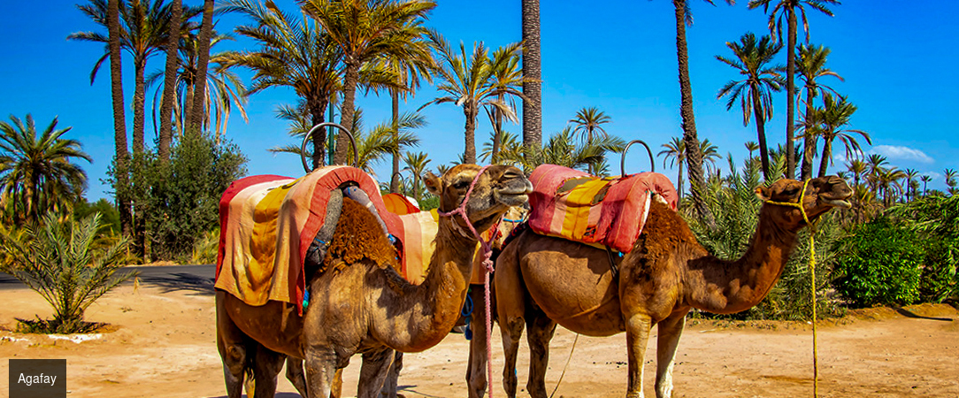 Entre montagne et désert, à la découverte du Maroc - Circuit de 4 à 7 ou 9 nuits de Marrakech à la côte atlantique d'Essaouira, à travers riads de charme, ports de pêche et désert rocailleux d'Agafay. - Maroc : Marrakech, Essaouira & Agafay