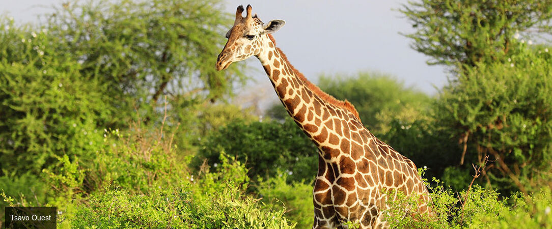 Safari Tsavo & Douceur Swahilie à Watamu - Safari de 7 à 14 nuits entre la savane de Tsavo et les plages de Watamu, pour une évasion kenyane entre aventure sauvage et douceur tropicale. - Kenya : Watamu & Parcs de Tsavo