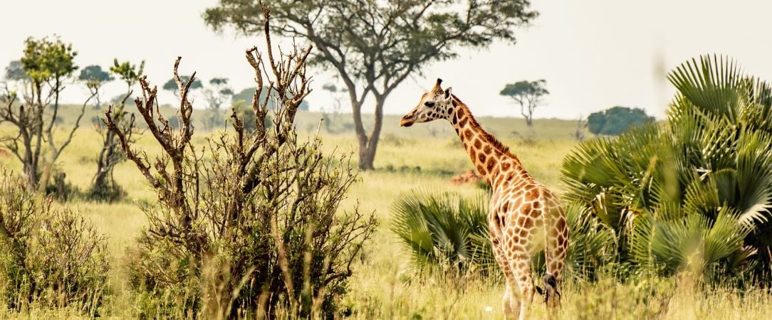 Safari Tsavo & Douceur Swahilie à Watamu - Safari de 7 à 14 nuits entre la savane de Tsavo et les plages de Watamu, pour une évasion kenyane entre aventure sauvage et douceur tropicale. - Kenya : Watamu & Parcs de Tsavo