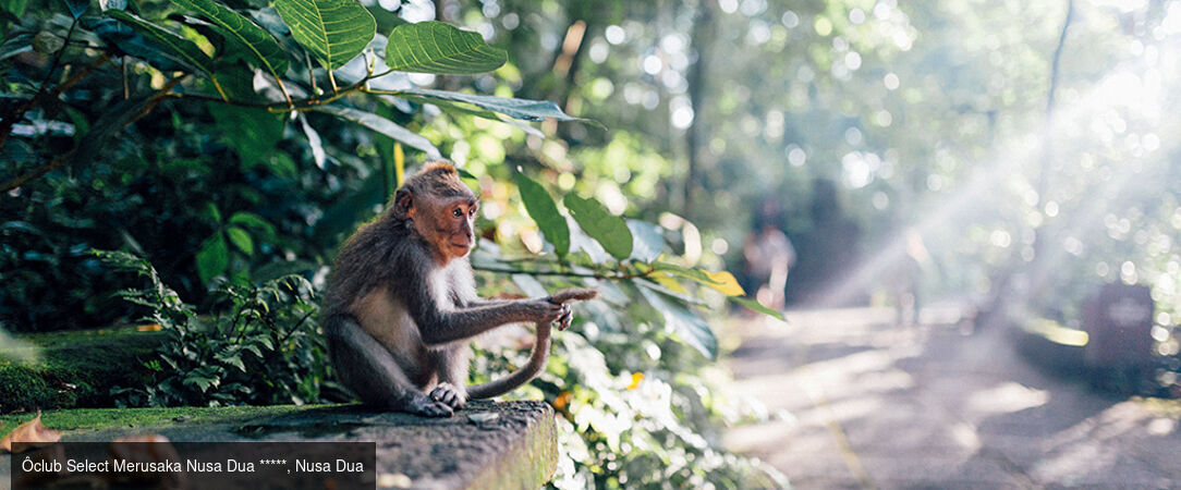 Entre rizières sacrées et lagons cristallins - Combiné de 9, 10, 12 et 14 nuits entre la jungle spirituelle d'Ubud, les eaux cristallines de Gili Trawangan et le luxe balnéaire de Nusa Dua. - Indonésie : Ubud, Gili Trawangan & Nusa Dua