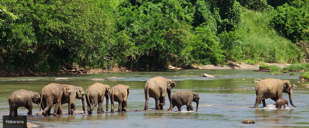 Sri Lanka : Trésors et Plages dorées - Circuit privatif luxueux de 9, 11 ou 13 nuits au plus près de la nature dans les terres sri-lankaises. - Sri Lanka : de Colombo à Balapitiya