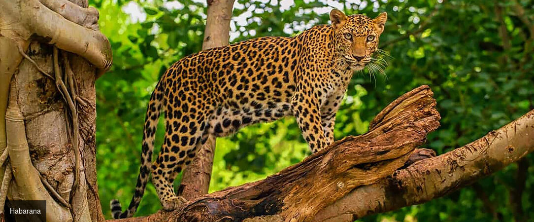 Sri Lanka : Trésors et Plages dorées - Circuit privatif luxueux de 9, 11 ou 13 nuits au plus près de la nature dans les terres sri-lankaises. - Sri Lanka : de Colombo à Balapitiya