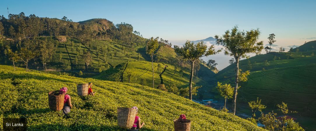 Sri Lanka : Trésors et Plages dorées - Circuit privatif luxueux de 9, 11 ou 13 nuits au plus près de la nature dans les terres sri-lankaises. - Sri Lanka : de Colombo à Balapitiya