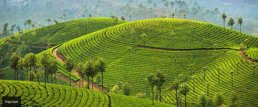 Sri Lanka : Trésors et Plages dorées - Circuit privatif luxueux de 9, 11 ou 13 nuits au plus près de la nature dans les terres sri-lankaises. - Sri Lanka : de Colombo à Balapitiya
