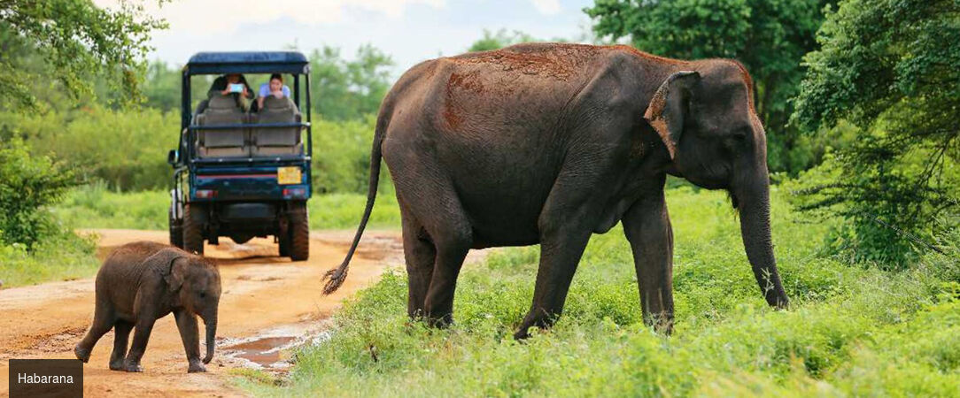 Sri Lanka : Trésors et Plages dorées - Circuit privatif luxueux de 9, 11 ou 13 nuits au plus près de la nature dans les terres sri-lankaises. - Sri Lanka : de Colombo à Balapitiya