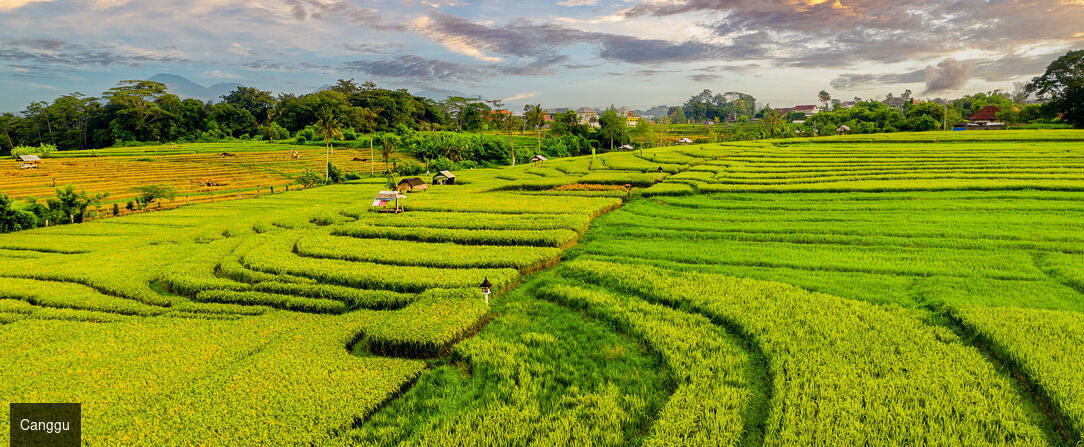 De la jungle sacrée aux rivages bohèmes - Combiné de 7 à 18 nuits d’Ubud à Canggu via Lovina, une odyssée balinaise entre rizières sacrées, sable noir et vagues bohèmes. - Indonésie : Ubud, Lovina & Canggu