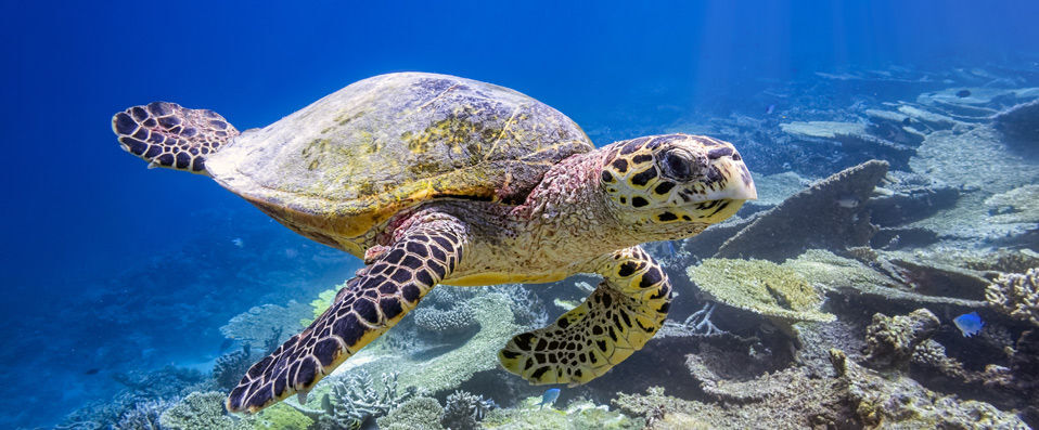 Pullman Maldives Maamutaa Resort ★★★★★ - Un rêve éveillé au-delà de toutes vos exigences. - Maldives