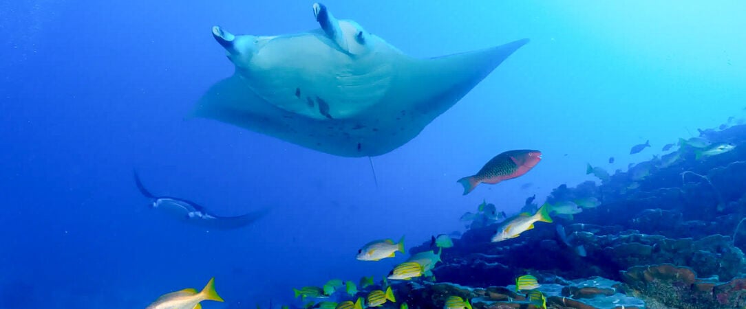 Hôtel Framissima Evasion Canareef Resort ★★★★ -  - Maldives