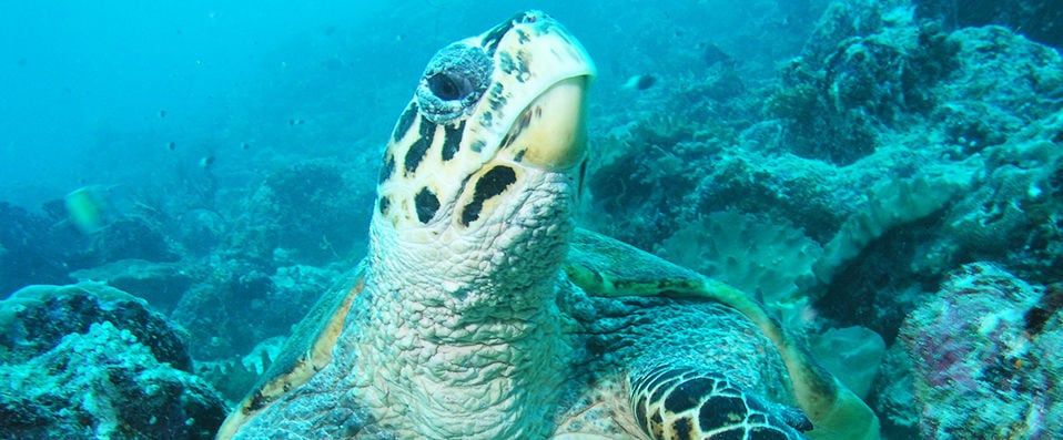 Hôtel Framissima Evasion Canareef Resort ★★★★ -  - Maldives