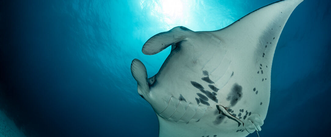 Ja Manafaru ★★★★★ - Départ pour le paradis aux Maldives, l'idéal pour profiter en famille. - Maldives